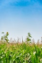 herbicide resistant weeds against the skyline above a field of tasseled corn