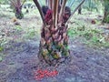 Over ripe oil palm fruit