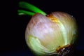 Over ripe yellow onion Royalty Free Stock Photo