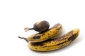 Over-ripened bananas, isolated Royalty Free Stock Photo