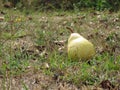 Over ripened yellow pear fall naturally from the tree . Pear tree dropping fruit