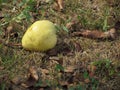 Over ripened yellow pear fall naturally from the tree . Pear tree dropping fruit