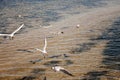 Over the sea along the beach gulls fly