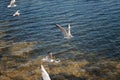 Over the sea along the beach gulls fly