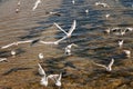 Over the sea along the beach gulls fly