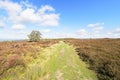 Over Stanton Moor between bracken and heather to a lone Silver Birch. Royalty Free Stock Photo