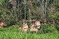 Over thirty Scarlet and Blue and Gold Macaws sitting in tree branches and on a clay lick in Tambopata National Reserve Royalty Free Stock Photo