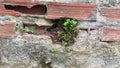 An old brick wall is crumbling and grass grows in its holes Royalty Free Stock Photo