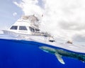 Over-Under of an Oceanic White-Tip Shark Under a Dive Boat in the Bahamas