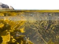 Over-under split shot of clear water in tidal pool