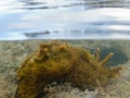 Over-under split shot of marine slug in seaweed