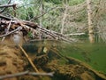 Over- and underwater view of a beaver building Royalty Free Stock Photo