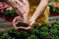 Over the vases. Woman hands watering the little plant that holding by a men Royalty Free Stock Photo