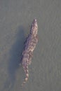 Crocodile swimming in river Chithwan National Park