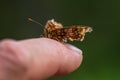 Over wintered and worn butterfly sitting on my finger