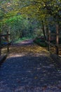 Walkway over wooden bridge and through Autumn Beech leaves. Burrator, Devon.