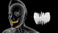 Human tooth - incisors, canines, premolars, molars and third molars