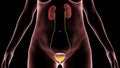 Overactive urinary bladder, 3D illustration