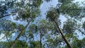 Overage eucalyptus forest