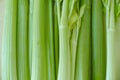 Overall pattern of light green celery stalks Royalty Free Stock Photo