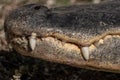 Overbite Of Alligator Teeth Close Up