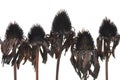 Overblown black flowers isolated on white background Royalty Free Stock Photo