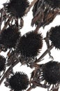 Overblown black flowers isolated on white background Royalty Free Stock Photo