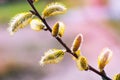 Overblown catkins on branches in spring - pastel background