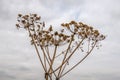 Overblown common hogweed from close against a cloudy sky Royalty Free Stock Photo