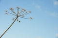 Overblown cow parsley against a blue sky from close Royalty Free Stock Photo