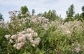 Overblown creeping thistle plants from close