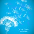 Overblown dandelion background