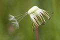 Overblown dandelion