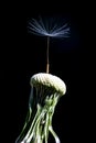 Overblown dandelion flower with one single seed left