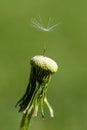 Overblown dandelion flower with one single seed left