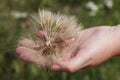 Overblown dandelion held in a hand Royalty Free Stock Photo