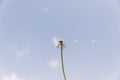 overblown dandelion with seeds flying away with wind. High quality photo Royalty Free Stock Photo