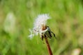 Overblown dandelion with some seeds Royalty Free Stock Photo