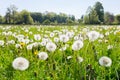 Overblown dandelions in green dutch meadow Royalty Free Stock Photo