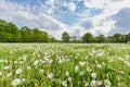 Overblown dandelions in meadow with blue sky and clouds