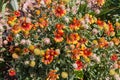 Overblown echinacea with flowers of orange color and seeds