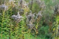 Overblown european goldenrod, Solidago virgaurea plants