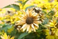 Overblown flower Heliopsis helianthoides