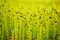 Overblown horsetail equisetum, green plant in nature. Art view on nature. Krkonose mountain, Czewch Republic, Europe. Royalty Free Stock Photo