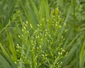 Overblown horseweed flowers - Conyza Royalty Free Stock Photo