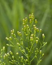 Overblown horseweed flowers - Conyza