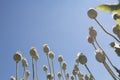 Overblown poppy seed.on sunny day in field