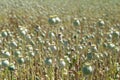 Overblown poppy seed.on sunny day in field