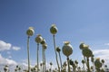 Overblown poppy seed.on sunny day in field