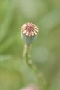 Overblown seed pod of a poppy flower